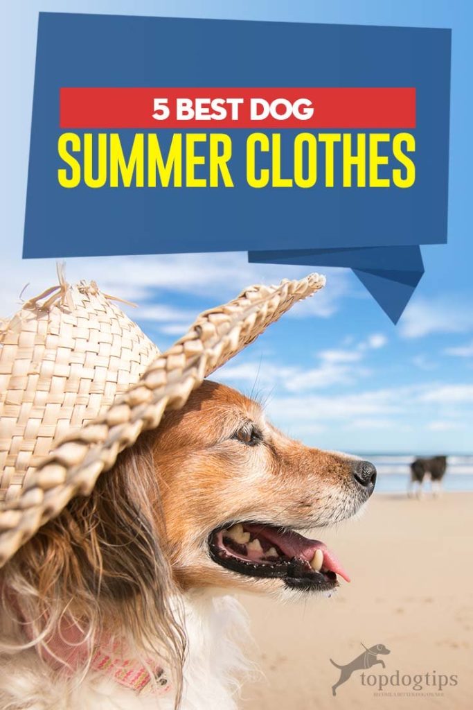 5 Top Rated Best Dog Summer Clothes