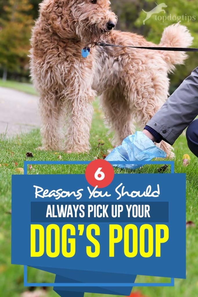 6 Important Reasons You Should Always Pick Up Your Dog’s Poop