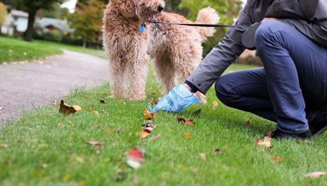 6 Reasons You Should Always Pick Up Your Dog’s Poop