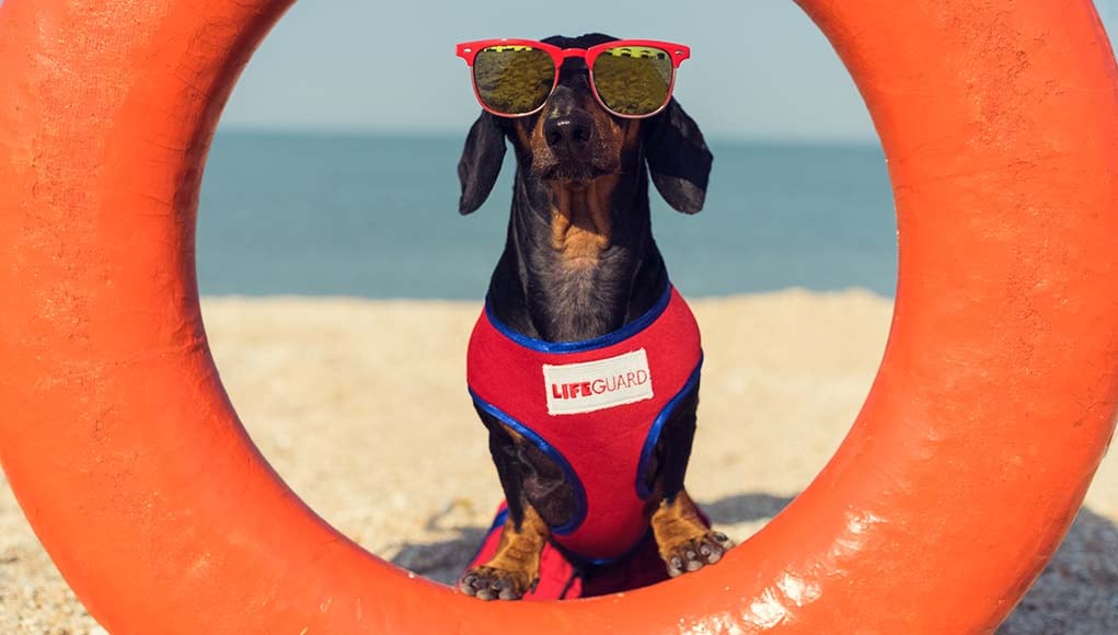 8 Water and Swimming Safety Tips for Dog Owners