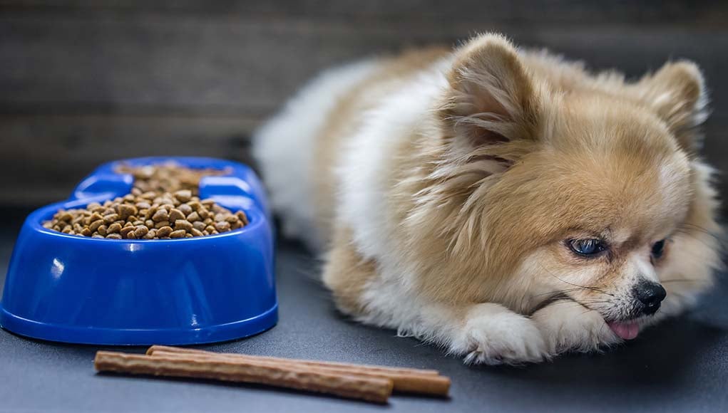 Anorexia in Dogs - 13 Reasons Why Your Dog Is Not Eating