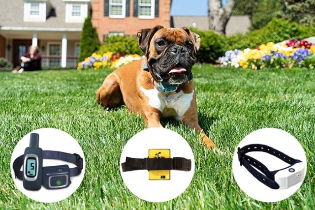 Best Citronella Dog Collar