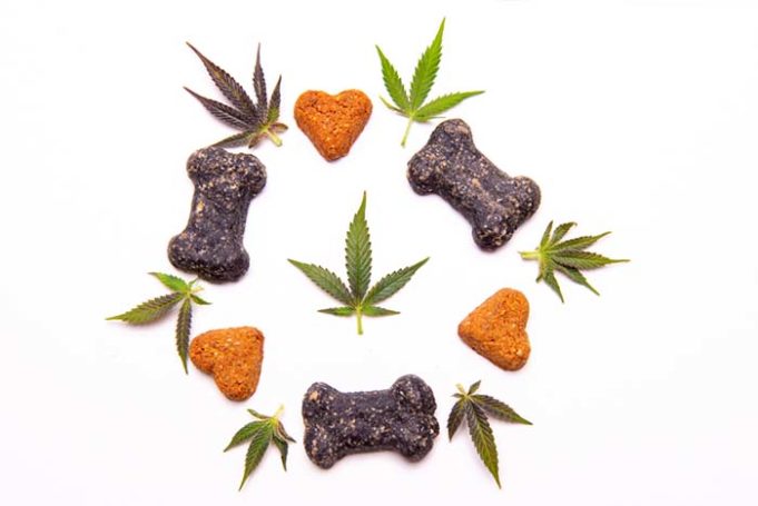 Best Hemp Dog Treats