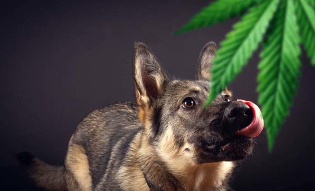 Best Hemp Oil for Dogs