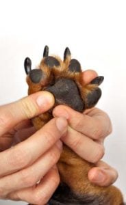 Common Signs of Paw Problems in Dogs