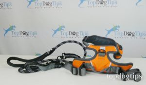 What you should know before buying a dog harness