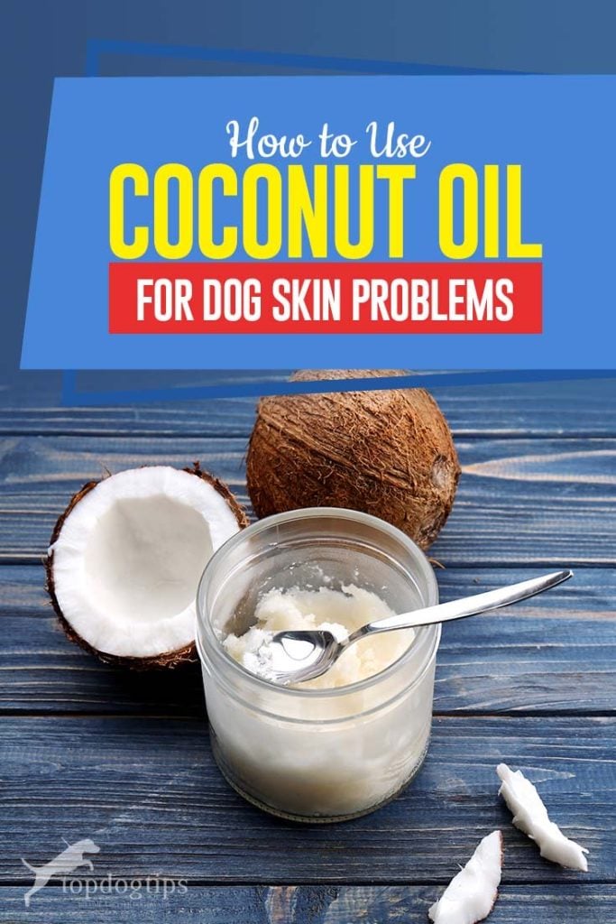 Guide on How to Use Coconut Oil for Dog Skin Problems