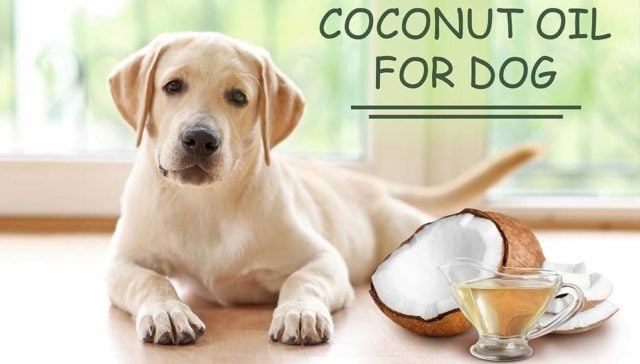 How to Use Coconut Oil for Dog Skin Problems (Based on Studies)