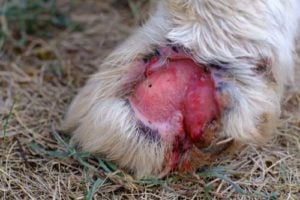 Infected paw of a dog