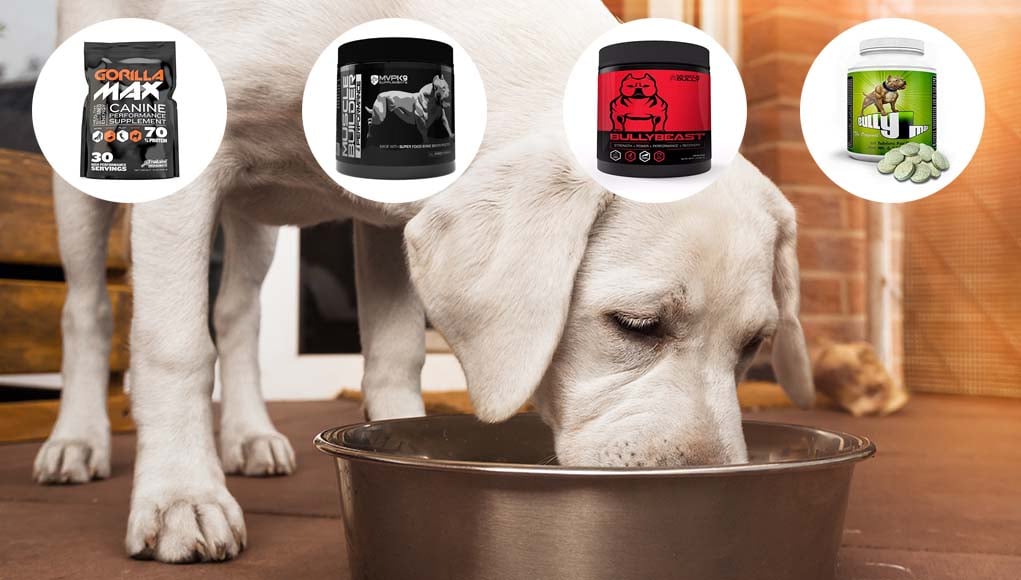 Muscle Builder for Dogs - What It Is and How to Use It