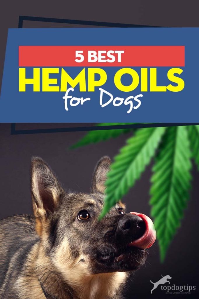 My 5 Favorite Hemp Oil for Dogs Treatments