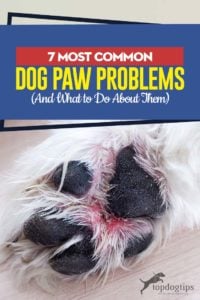 The 7 Most Common Dog Paw Problems and What to Do About Them