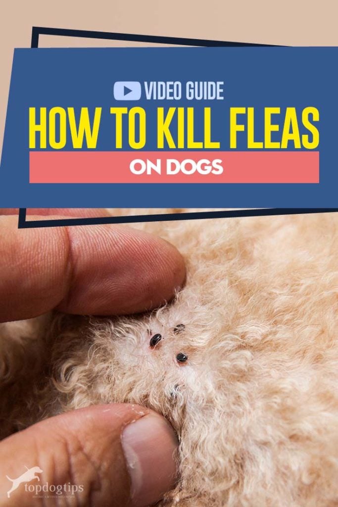 Tips on How to Kill Fleas on Dogs