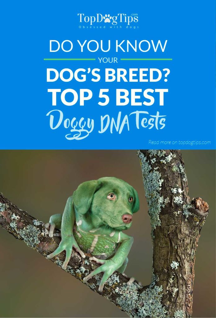 Top Rated Dog DNA Tests