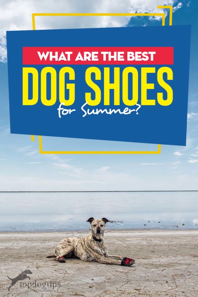 Top Rated Dog Shoes for Summer