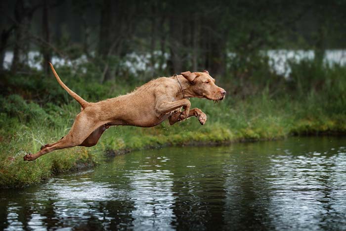 Vizsla