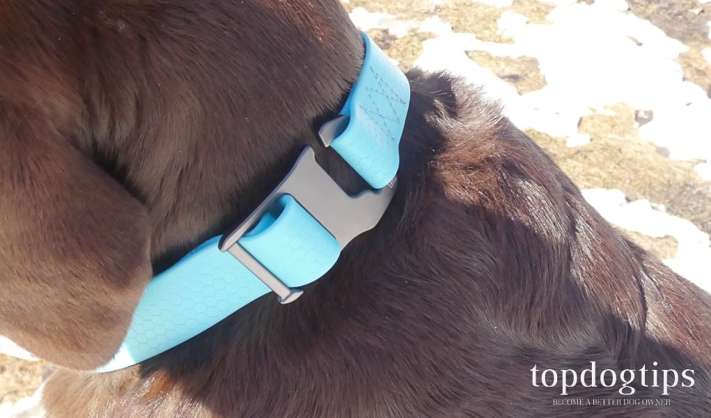 How Tight Should a Dog Collar Be?