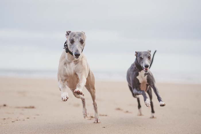 Whippet