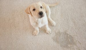 how to get dog pee smell out of carpet