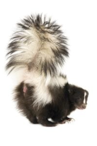 how to get rid of skunk smell on dogs