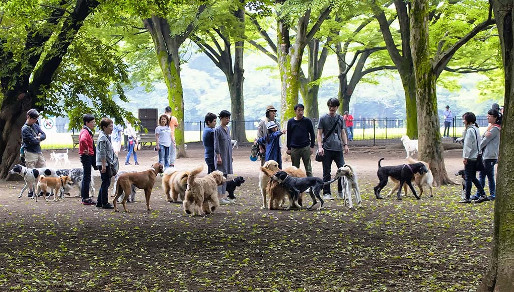 4 Reasons Why and When Dog Parks Can Be Dangerous