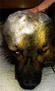 A 10-year old mixed breed dog with skull osteosarcoma