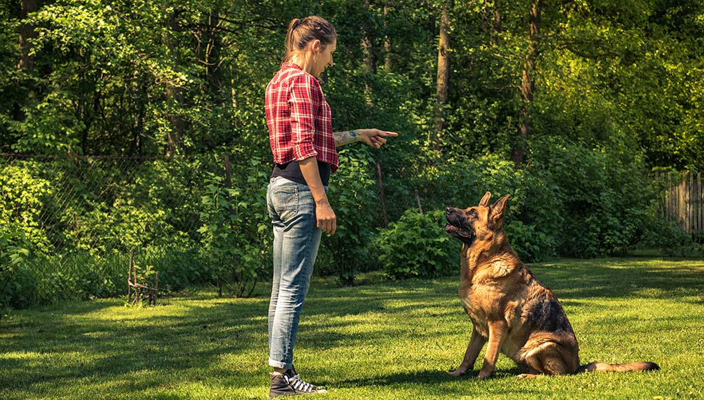 Dog Behaviorist vs Dog Trainer - Which One Is Right for You