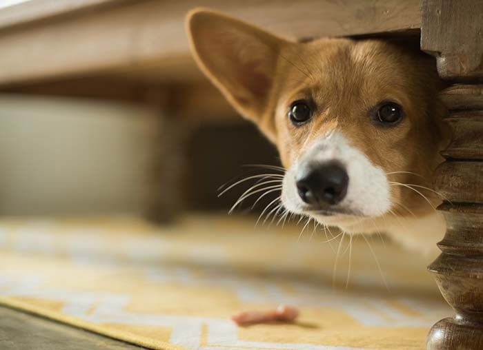 why are dogs scared of thunder