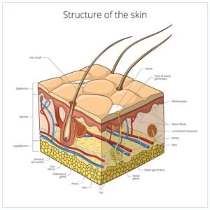 Dog skin structure and layers