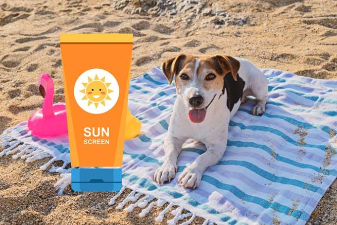 Is Sunscreen for Dogs Safe to Use