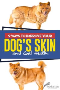 The 9 Ways to Improve Your Dog’s Skin and Coat Health