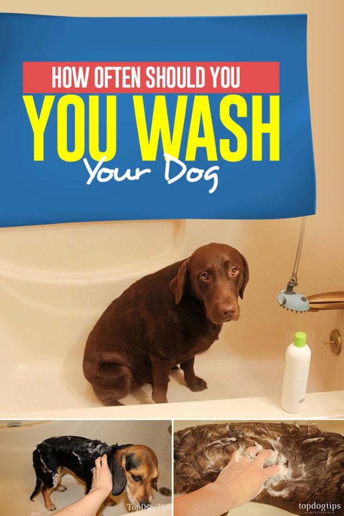 Tips on How Often Should You Wash Your Dog