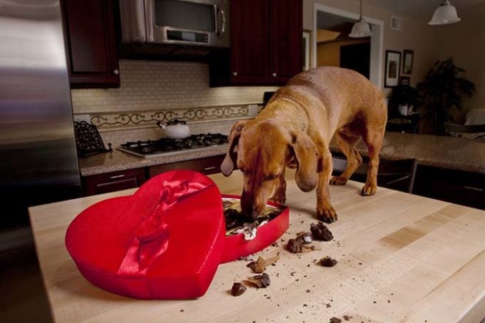 What to Do If Your Dog Eats Chocolate