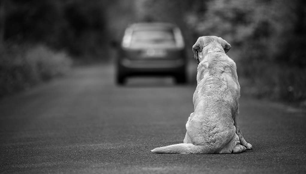 13 Reasons Why Owners Abandon Their Dogs