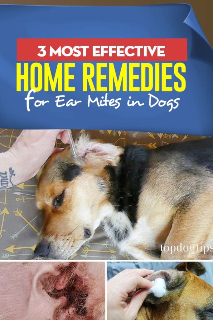 3 Best Home Remedies for Ear Mites in Dogs