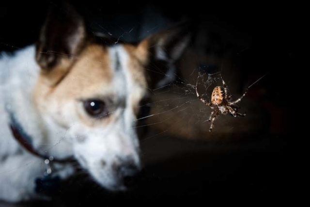 5 Ways to Deal With a Spider Bite on a Dog featured image