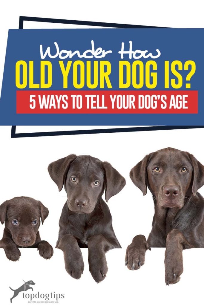 5 Ways to Tell How Old Is My Dog