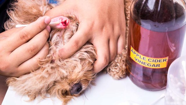 70 Best Home Remedies for Dogs featured image