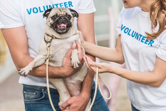 9 Best Gifts for Animal Shelter Employees and Volunteers