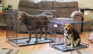 Best Dog Crates for Training