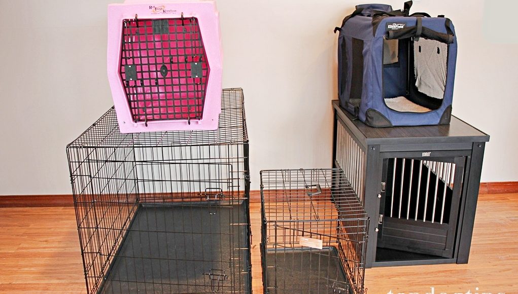 Best Dog Crates for Training