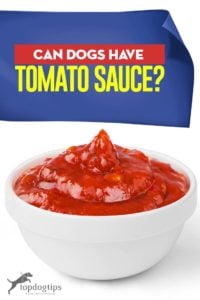 Can Dogs Have Tomato Sauce