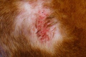 Folliculitis in Dogs