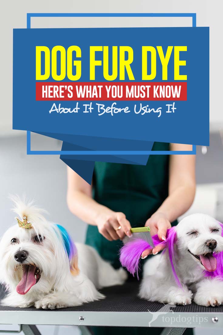 Dog Fur Dye - What You Must Know About It