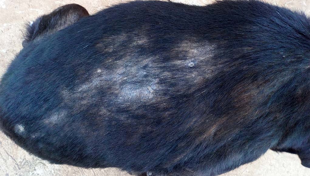 Dog Hair Loss - 5 Reasons Why It Happens and What To Do