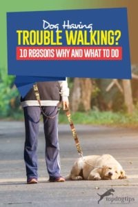 Dog Having Trouble Walking - 10 Reasons Why and What to Do