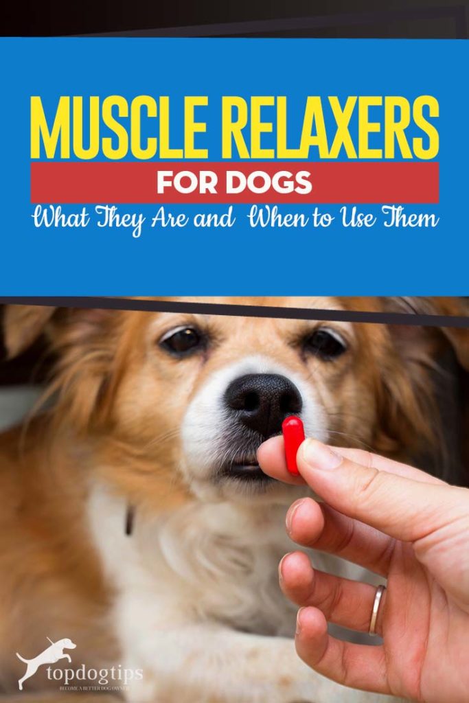 Guide on Muscle Relaxers for Dogs - What They Are and When to Use Them