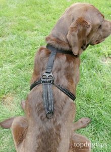 Halti No-Pull Harness