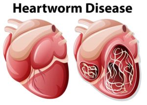 Heartworm disease in dogs diagram