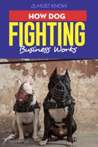 How Dog Fighting Business Works